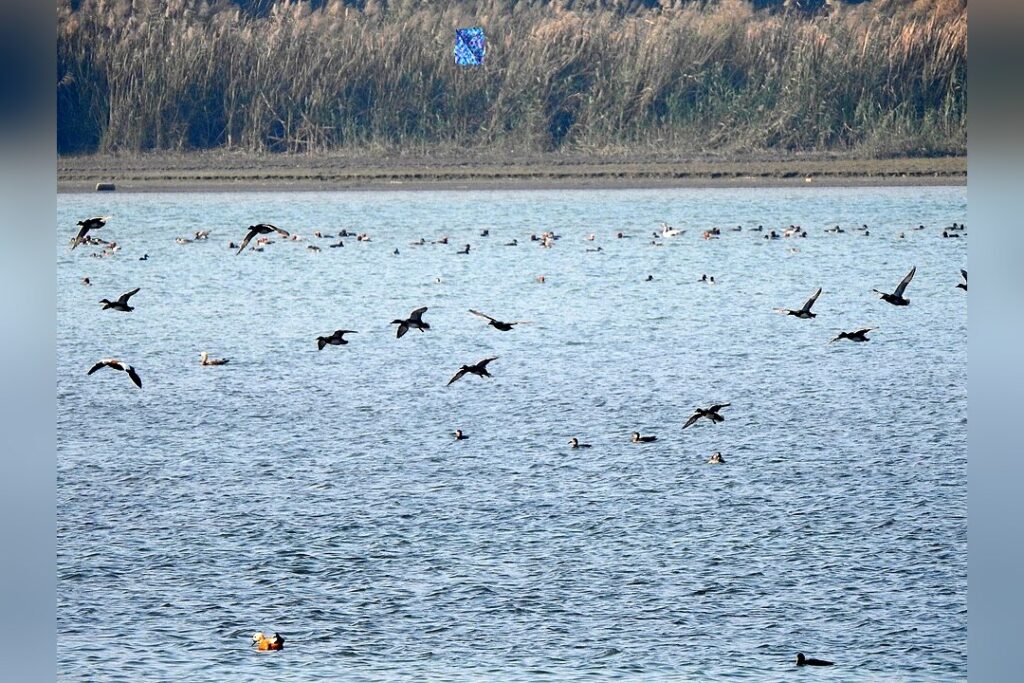 Migratory Birds